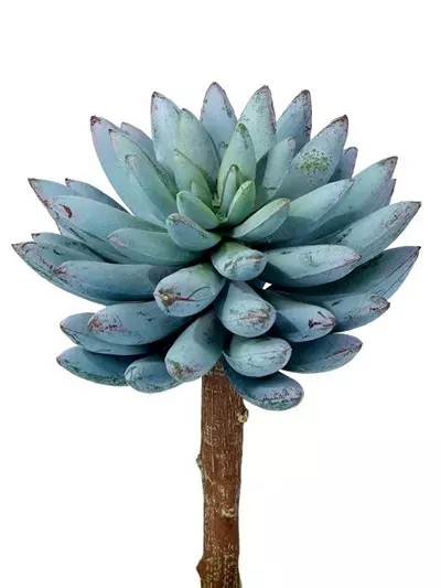 Aldik Home's Quality Artificial Succulents - Crown Succulent Pick