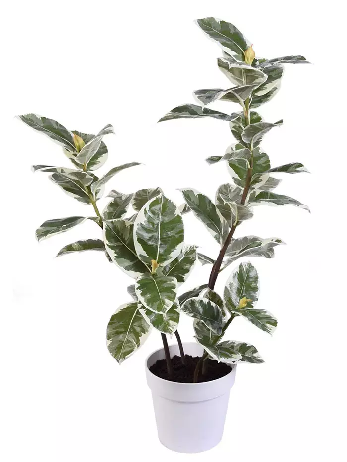 Aldik Home's Realistic Silk Plants - Rubber Plant Potted