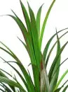 Grass_Bush_33_in_4dcc6abb2424b.jpg