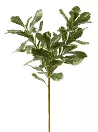 Aldik Home's Incredibly Realistic Silk Plants - Pittisporum Branch
