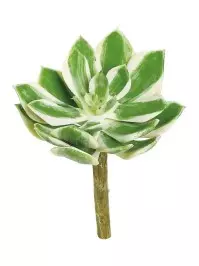 Aldik Home's Quality Artificial Succulents - Echeveria