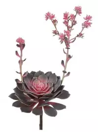 Aldik Home's Quality Artificial Succulents - Succulent