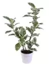 Aldik Home's Realistic Silk Plants - Rubber Plant Potted